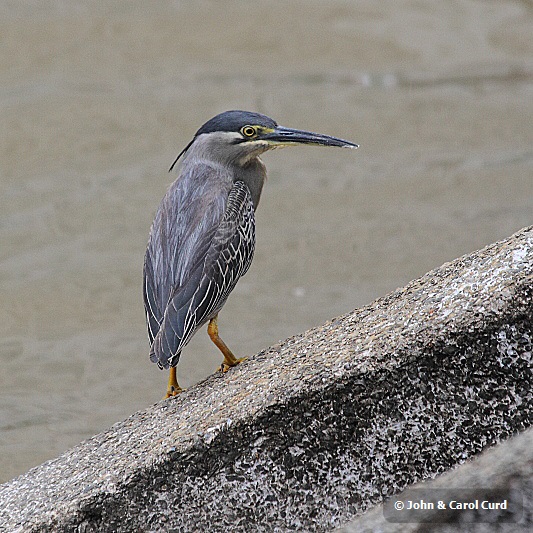 J01_1300 Striated Heron.JPG